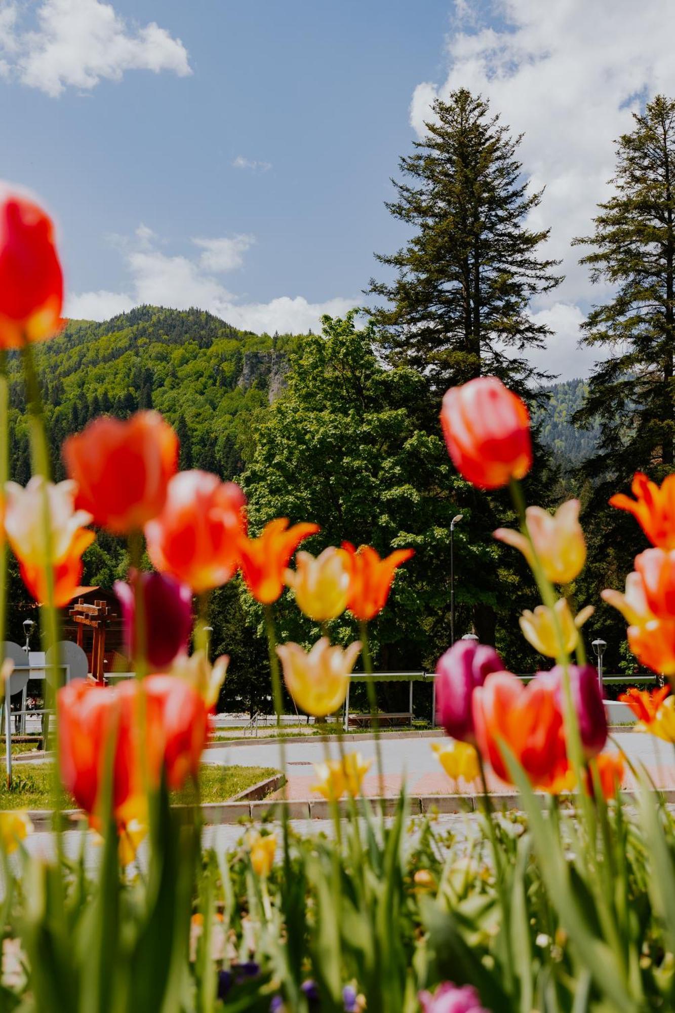 O3zone Hotel BaileTusnad